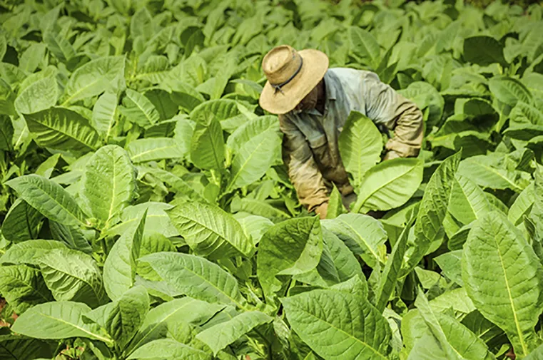 Plantaciones de tabaco