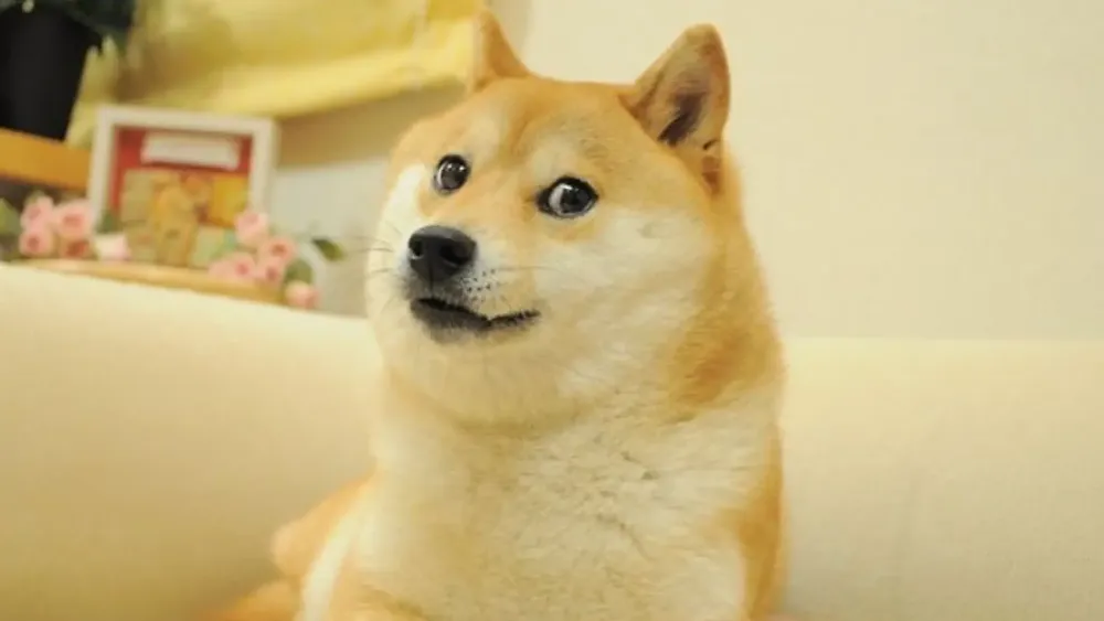 kabosu-el-perro-detras-del-meme-doge