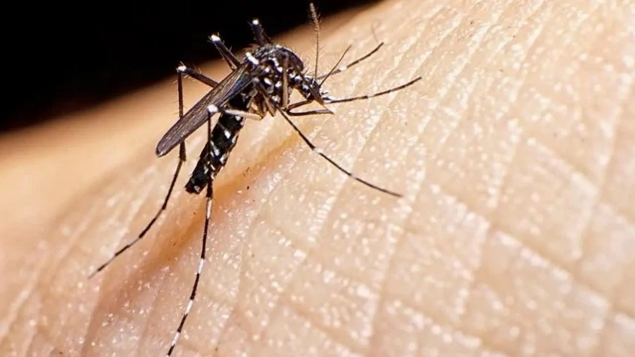 dengue_crop1703953329929