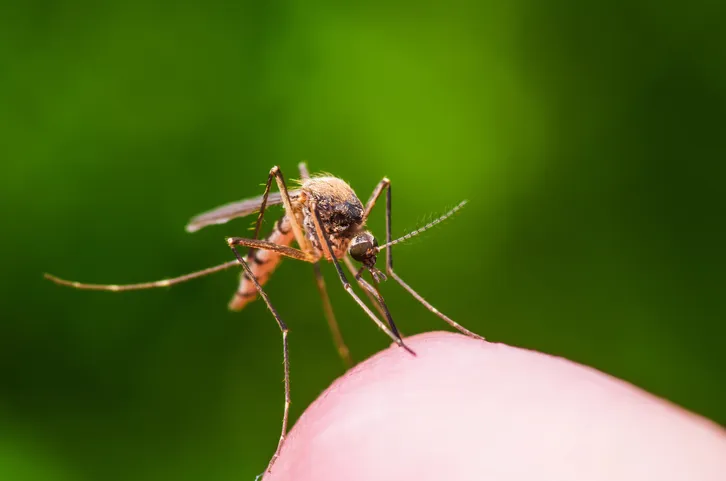 dengue e e