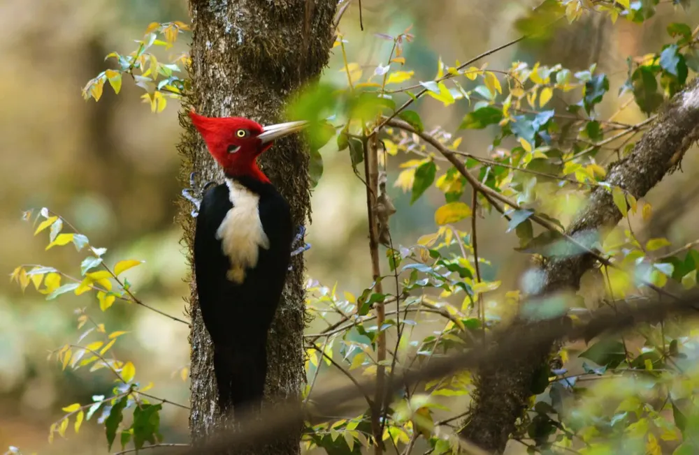 pajaro-botanico-1536x1002