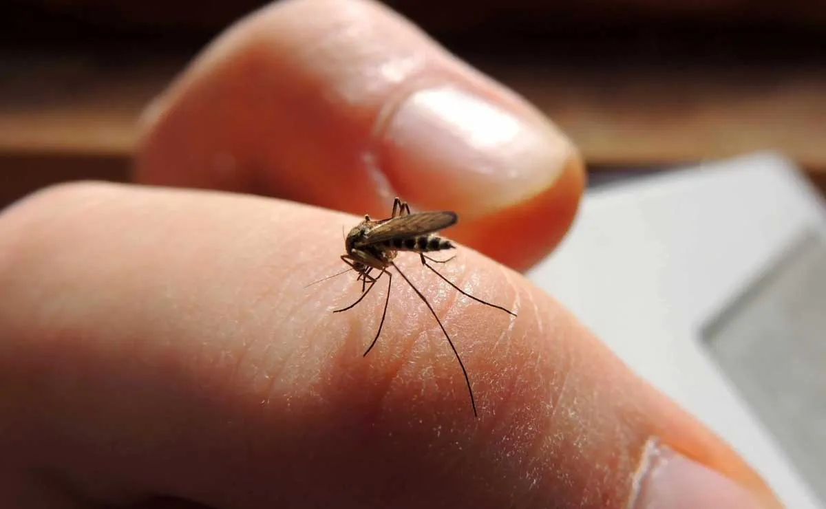 dengue e
