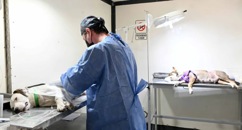 castracion-alto-comedero4-1-1024x550