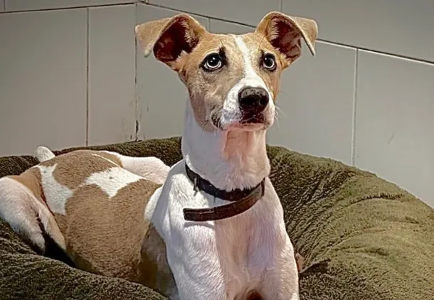 arturo-gran-hermanojpg