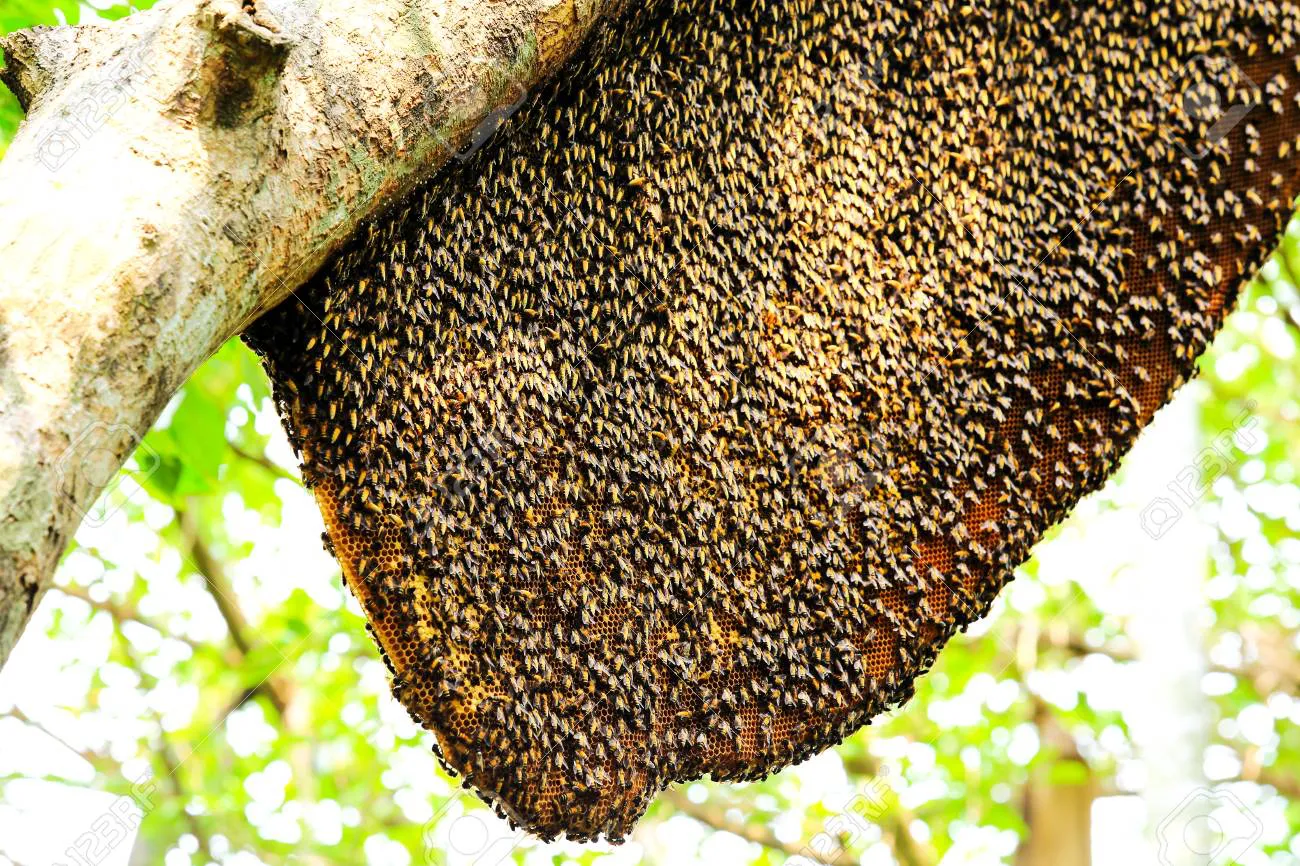 63172810-abejas-de-trabajo-y-un-panal-de-abejas-en-el-árbol