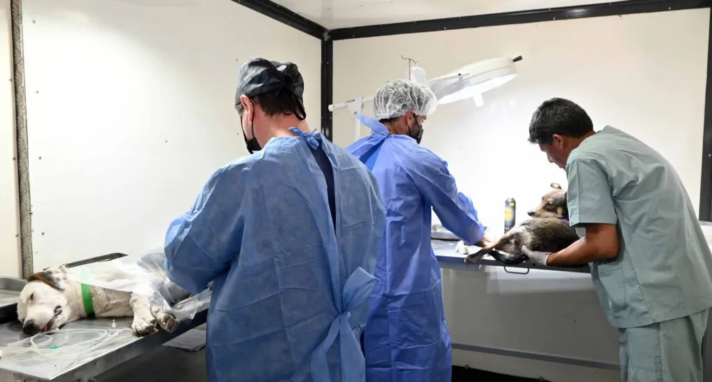 castracion-alto-comedero3-1024x550