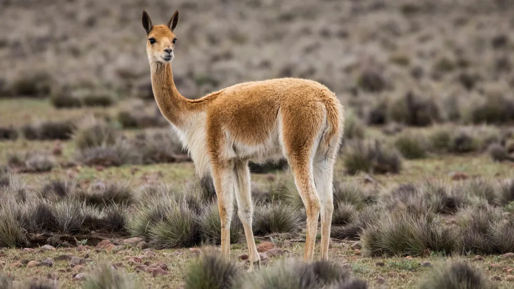 vicuña3